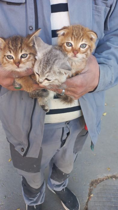 Котята вислоухие