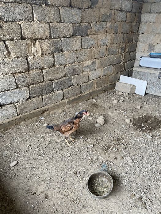 Осы тауқ сатылады 15000 тнг