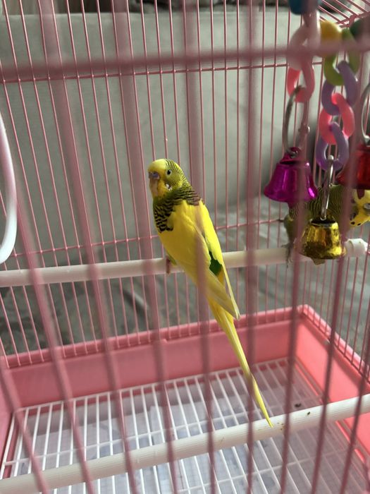 Продам волнистых попугаев