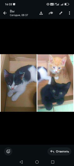Отдам котят в добрые руки