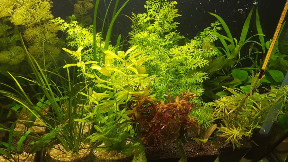 Pestisori si plante naturale de acvariu multiple modele