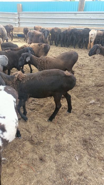 Бараны токтылар жаксы