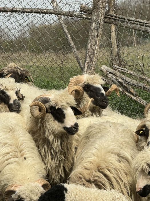 Vand miei si berbeci