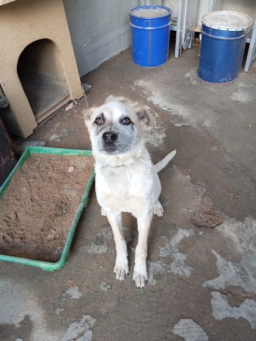 Отдадим собачку, девочку