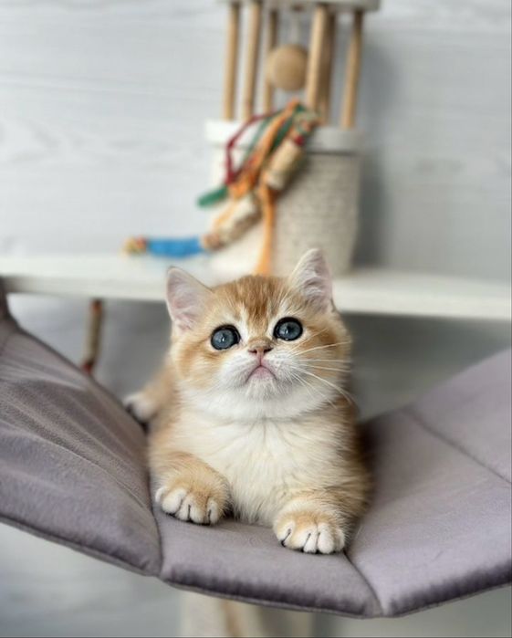Элитные котята с питомника