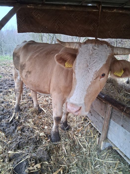 Vacă bălțata românească