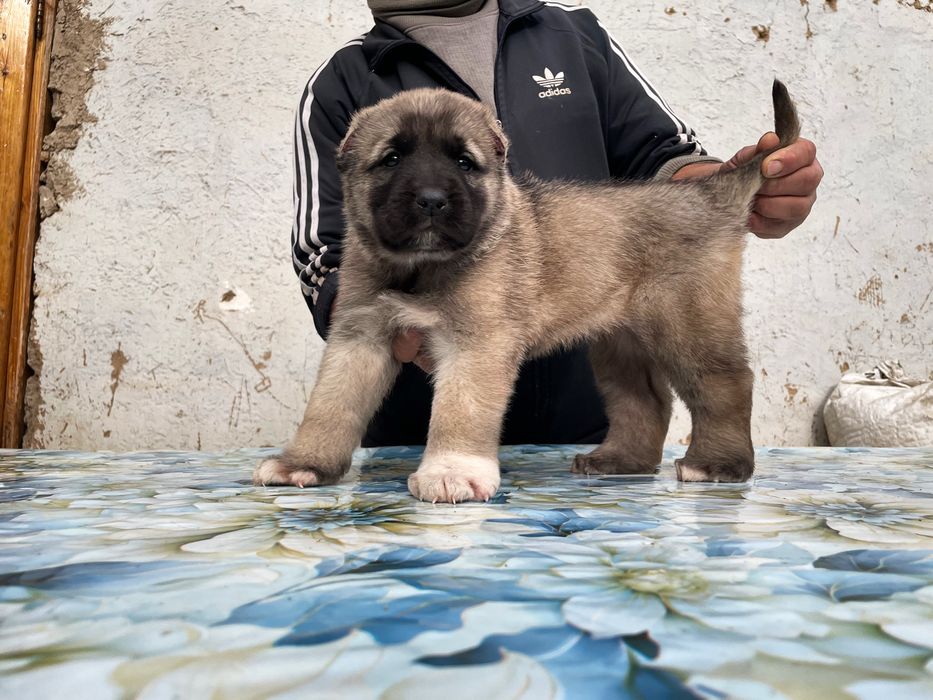 Щенок турецкого кангала ( чистокровный )