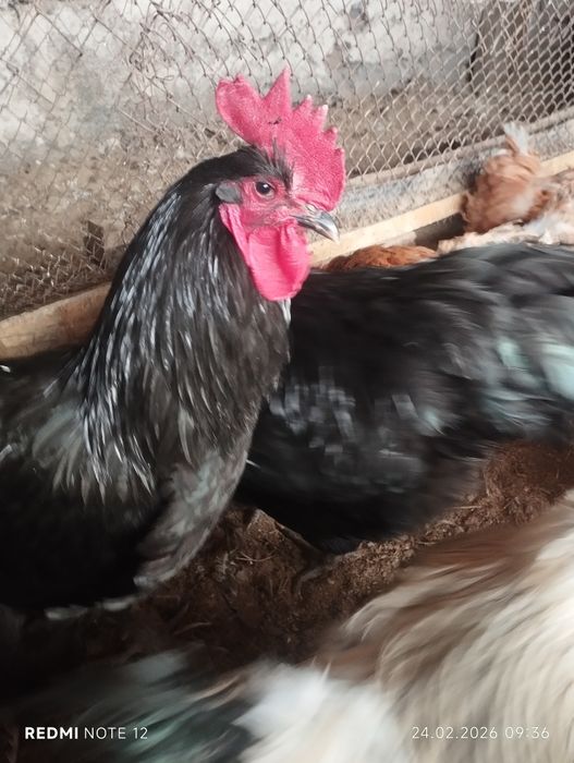 Петушки  молодые ,годовалые