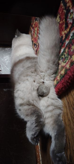 Вязка,Зот олиш,сотилмайди.