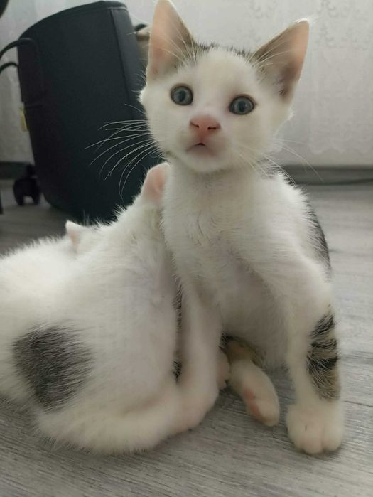 Dau spre adoptie pisoi
