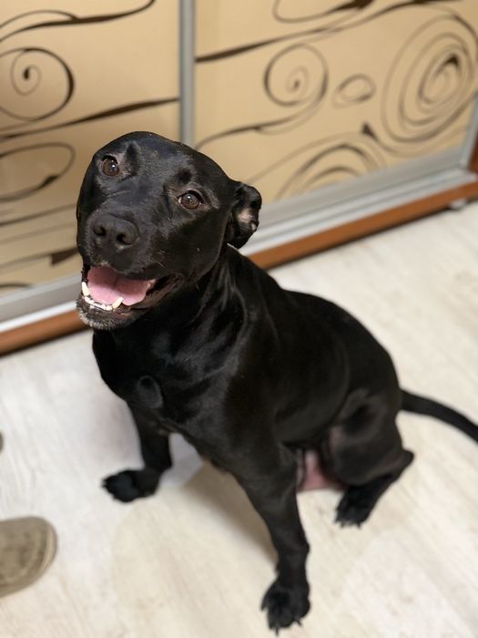 Питбуль чистокровный