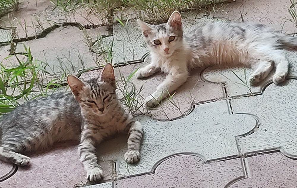 Милые котятки ждут маму-папу