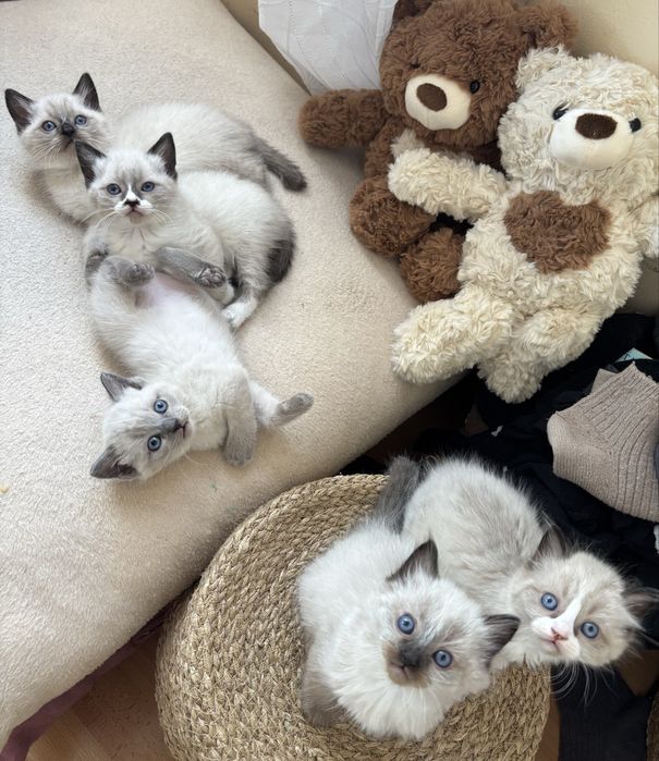 търсят си нов дом