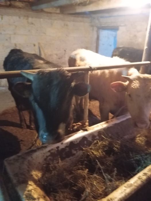 Продам бычков находится в Кайназаре