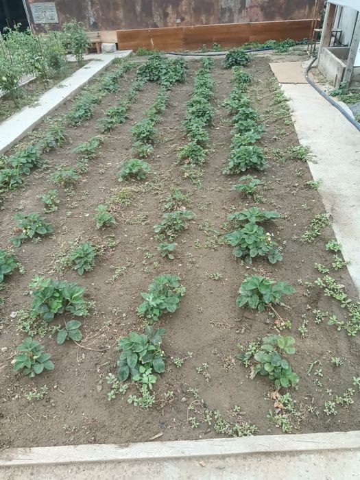 Продам дом с центральным отоплением