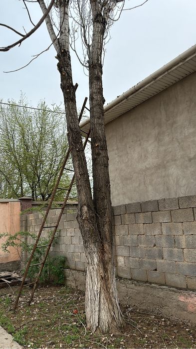 Бесплатно отдам дрова