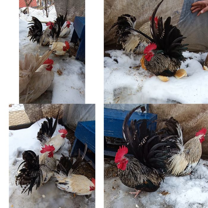 Cocoși chabo tineri de prăsilă