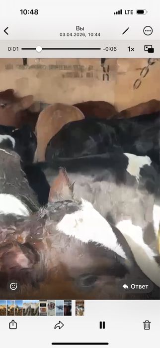 Продам телят породистый симентал голштин ангуст 15 голов