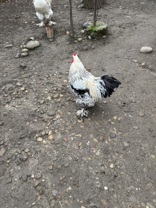 Vand cocos metish brahma