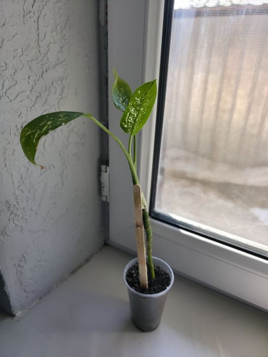 Продам цветочки укорененные