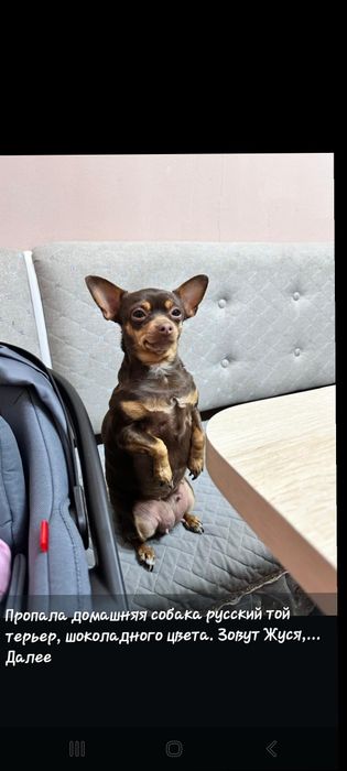 Пропала собака! Русский той