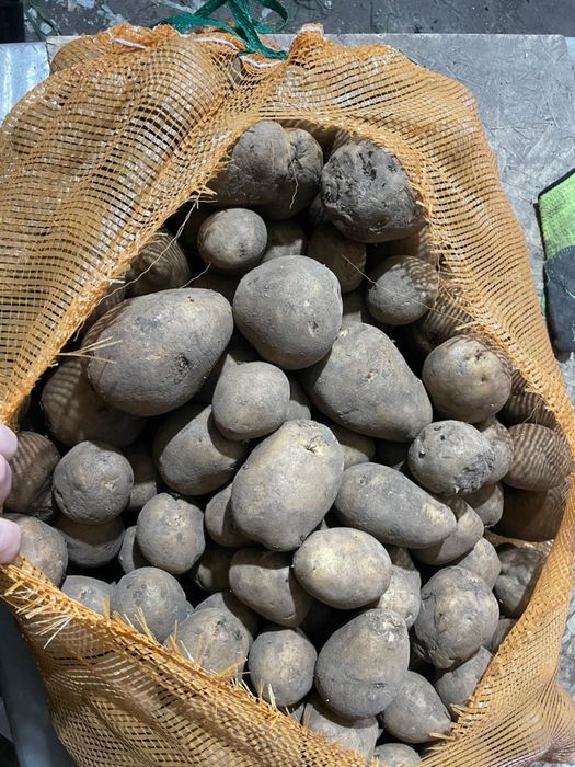 Картошка сорт Гала