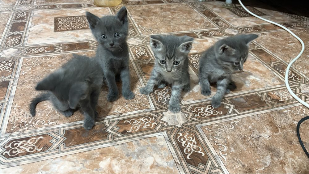 Котята бесплатно