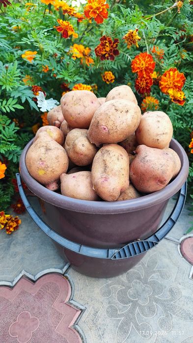 Продам домашний картофель