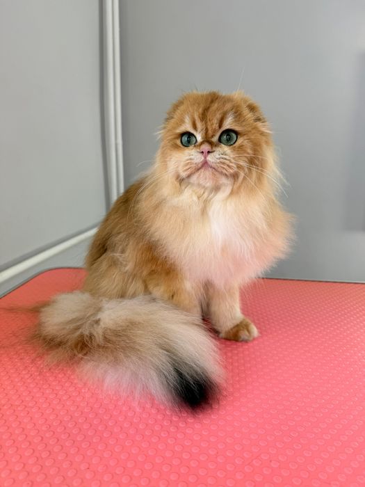 Золотая шиншилла