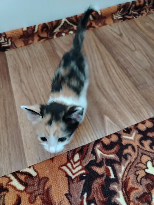 Отдам котят в хорошие руки.