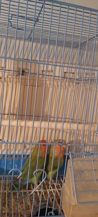 KARELLA Zotlikva chiroylik qushlar NERAZUSHKA PARA