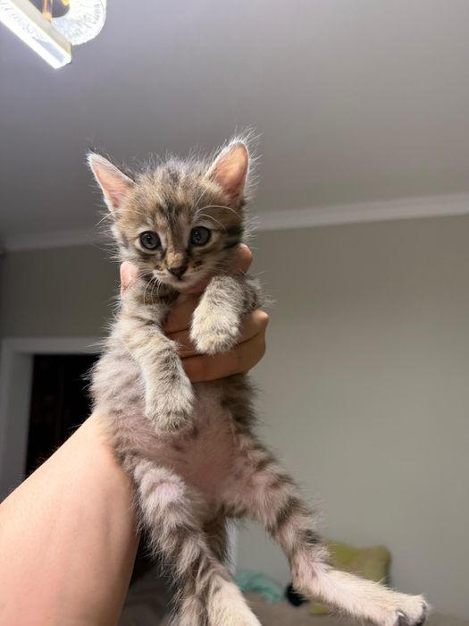 Котята Бесплатно