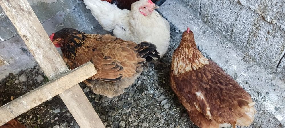 Продам молодых домашних курей