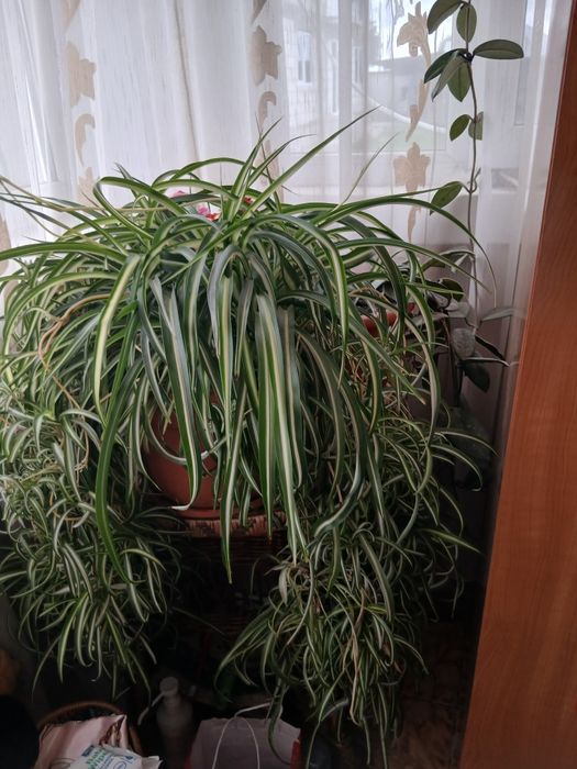 Vand floare pret 100 de lei fiecare