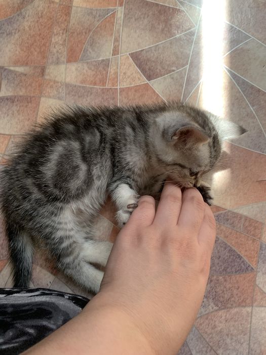 Девочка в добрые руки