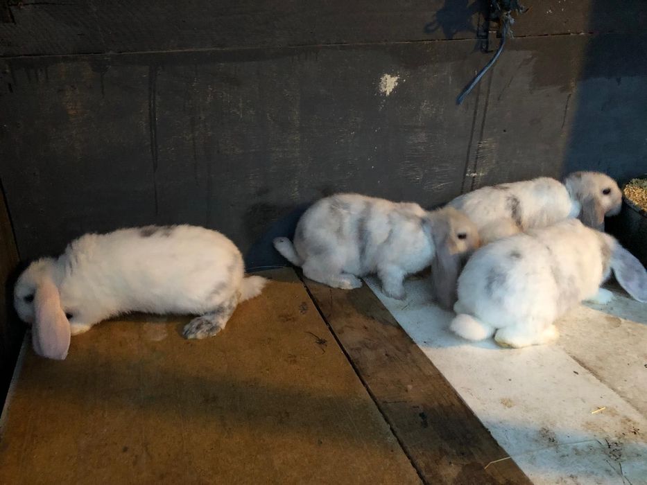 Iepuri Berbec german- rasa pura