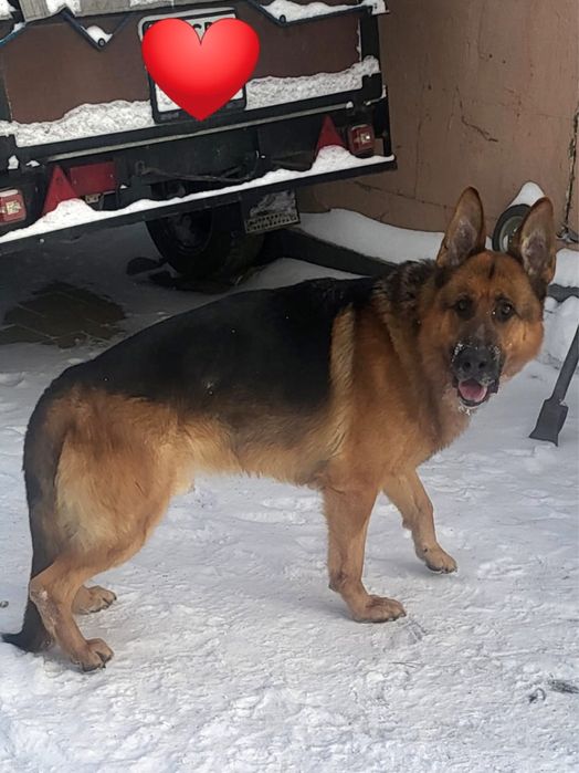 Продам породестых щенков