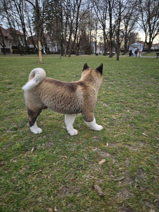 Akita American de trei luni jumate