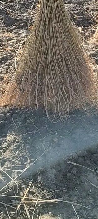 Tut kuchatlari sotiladi,sensa,2sort