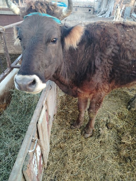 Корова с теленком