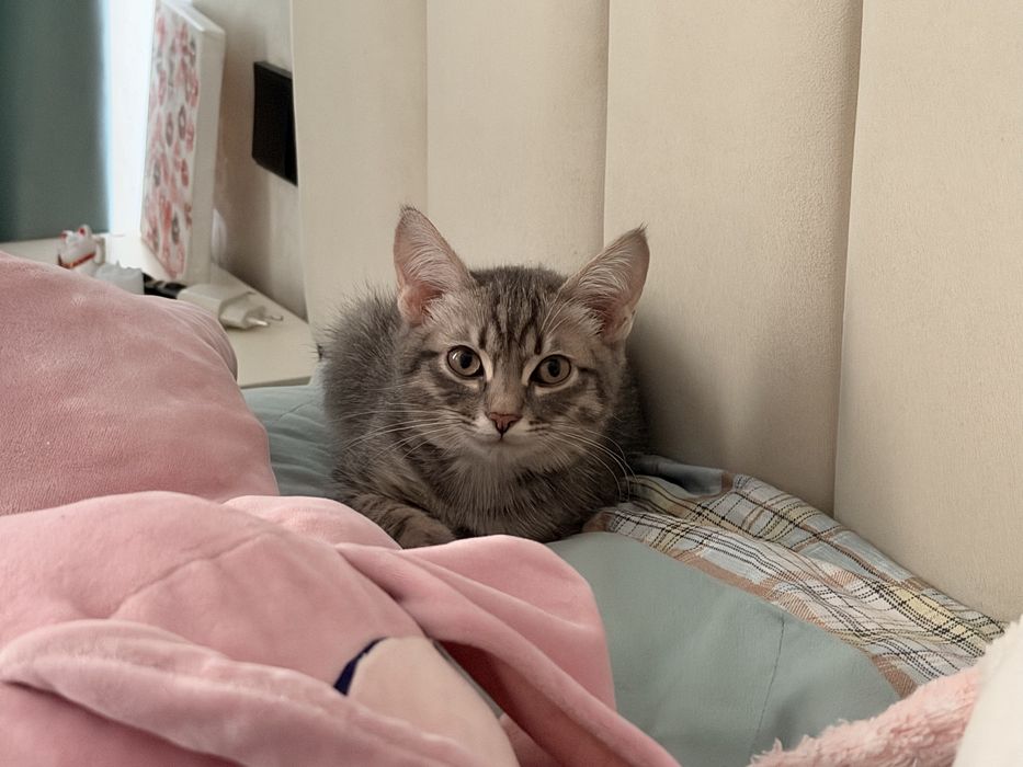 Отдам котенка 4 месяца мальчик