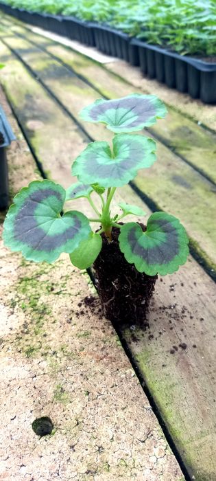 Мушката за доотглеждане