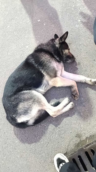 Найдена собака. Овчарка или метис. Кобель.