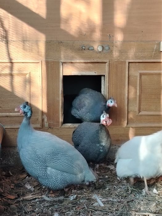 Продам цесарок..