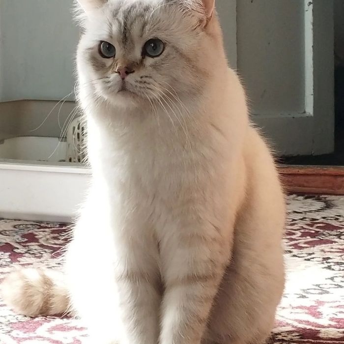 Vyazkaga..Premium class shinshilla qoni tozza