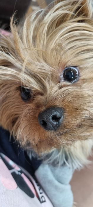 Вязка йорк мальчик