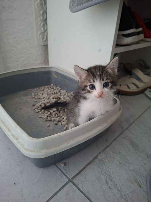 Отдам котят беслпатно