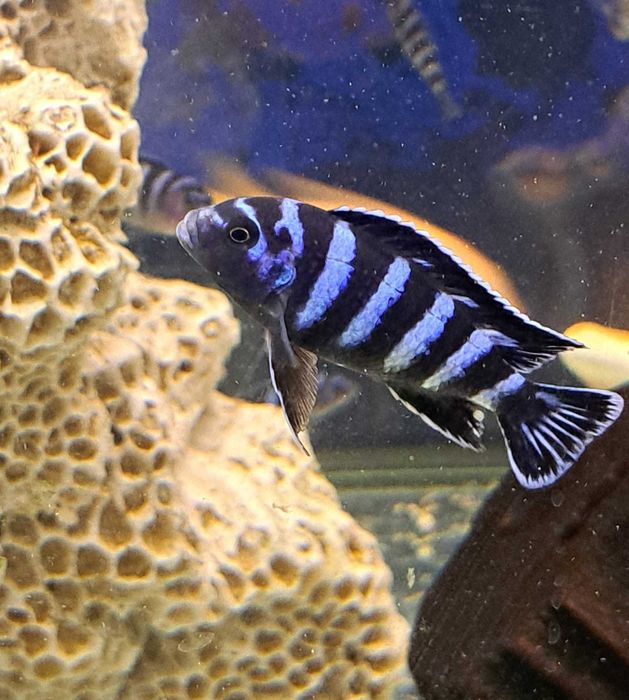 Самцы африканских цихлид