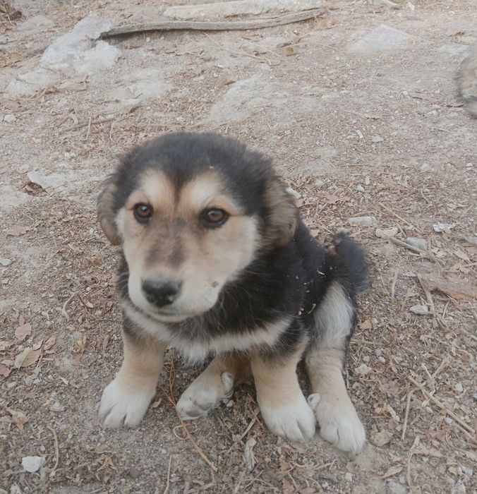 Шенки в добрые руки