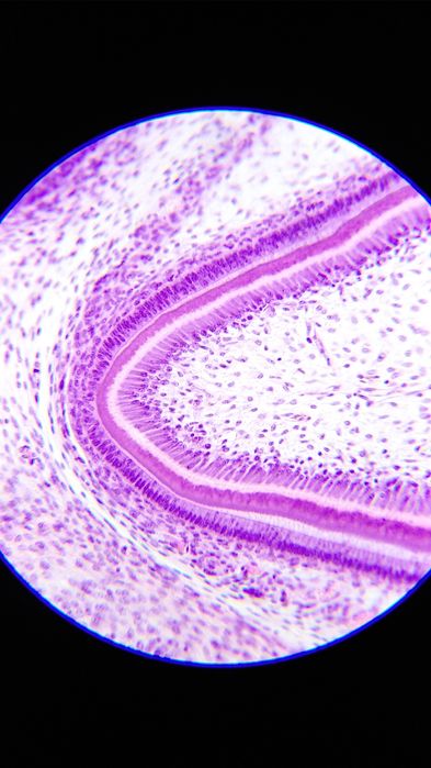 препараты для микроскопа